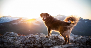 Hiking With Dogs: 9 Essential Products To Check Out