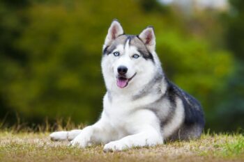 How Often Do I Take a Husky Outside to Pee?