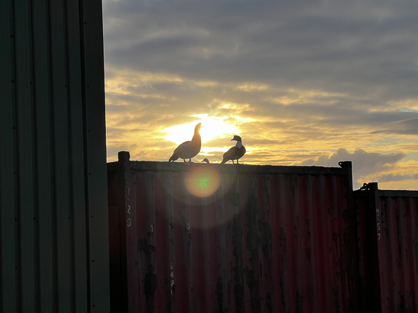 Ducks on the Container