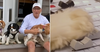 Just Released: Jimmy Buffett’s Heartwarming ‘Like My Dog’ Video From His Last Album