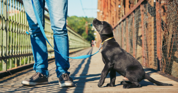 What Is The Best Leash For A Puppy? 12 Great Options