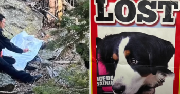 Reunited: Missing Service Dog in Training Found After Heart-Wrenching Two-Month Search