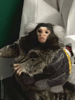 UW-Madison to Blast Sounds to Wake Up Monkeys All Night; PETA Urges Feds to Pull Funding