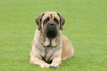 How Often Do I Take a Mastiff Outside to Pee?