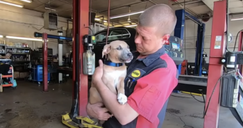 Mechanic Pulls Backpack Out Of Dumpster And Finds Abused Puppy