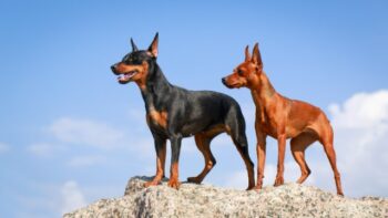 How Often Do I Take a Miniature Pinscher Outside to Pee?