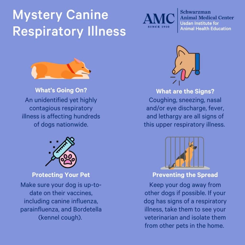 What Dog Owners Should Know about Respiratory Illnesses
