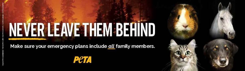 Urgent From PETA: Wildfire Survival Tips to Help Animals