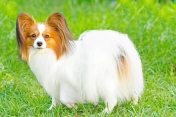 How Often Do I Take a Papillon Outside to Pee?