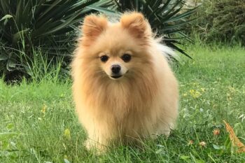 How Often Do I Take a Pomeranian Outside to Pee?