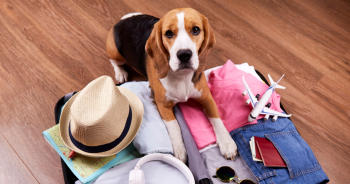 5 Pro Tips When Traveling With Your Dog