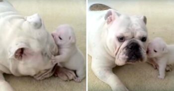 Bulldog Puppy Throws Hilarious Temper-Tantrum, Rebels Against His Cool Mama Dog