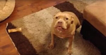 Pit Bull Doesn’t Like Her Dad Coming Home Late, Gives Him An Earful