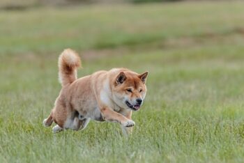 How Often Do I Take a Shiba Inu Outside to Pee?