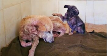 Sickly Puppy Used All She Had To Sit Up And Tell Mom It Would Be All Right