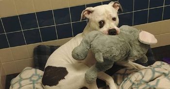 Petrified Pup ‘Clutches’ Stuffed Elephant For Comfort While Waiting To Be Euthanized