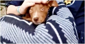 Man Held 1.8-lb Unconscious Chihuahua Puppy That Wasn’t A Chihuahua At All