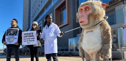 Giant ‘Monkey’ to Demand Primate Lab’s Closure at Apple Cup