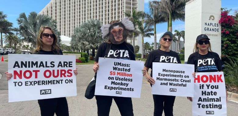 PETA Calls For Federal Probe Into Menopause Experiments at UMass