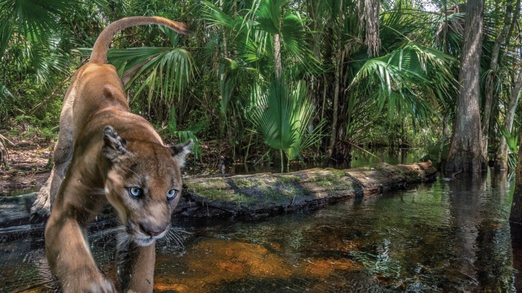Prowling Back From The Brink:  The Florida Panthers’ Tale of Triumph & Challenge