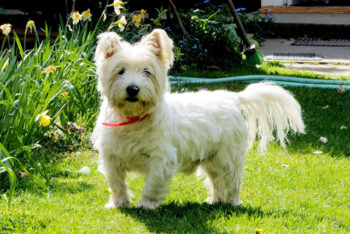 How Often Do I Take a Westie Outside to Pee?