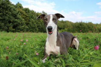 How Often Do I Take a Whippet Outside to Pee?