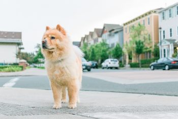 How Much Do You Feed a Chow Chow