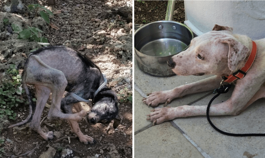 Video: Formerly Chained Dogs Unrecognizable One Year After Rescue From Neglect