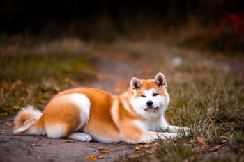 How Often Do I Take an Akita Outside to Pee?