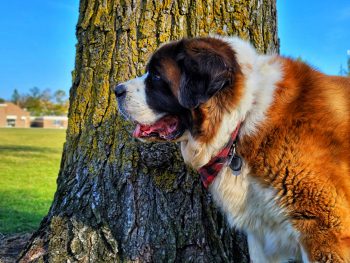 Are St. Bernards Good with Kids?