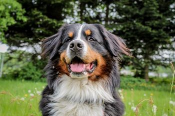 How Much Exercise Does a Bernese Mountain Dog Need?