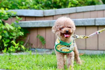 How Often Do You Need a Groom a Poodle?