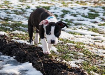 Are American Staffordshire Terriers Good with Kids?