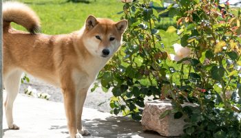 Are Akita Safe in Cold Weather?