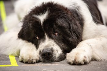 How Much Do You Feed a Newfoundland