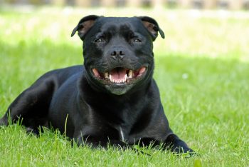 Are Staffordshire Bull Terriers Good with Kids?