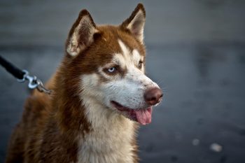 12 Best Dog Breeds for Seniors and Retirees