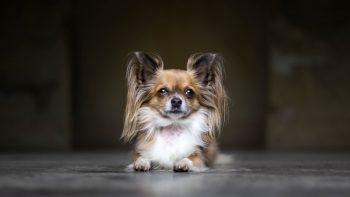 How Much Exercise Does a Papillon Need?