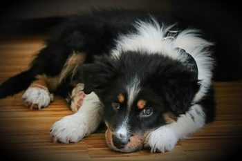 Can An Australian Shepherd Live in An Apartment?