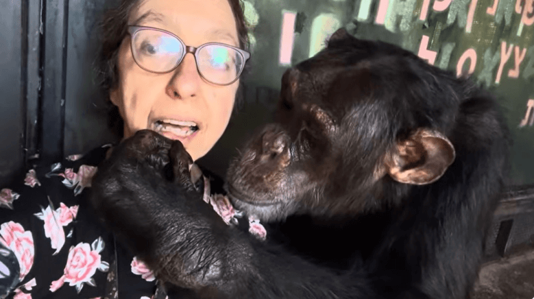 Local Vlogger Defies Federal Citation, Exhibits Chimpanzee
