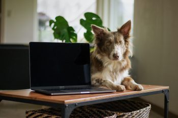 Can a Border Collie Live in An Apartment?