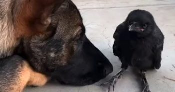 Crow Flies Into Backyard And Befriends Family’s Playful Dog