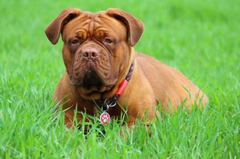 Are Dogue de Bordeaux Good with Kids?