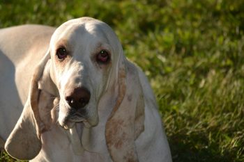 What’s The Best Age to Neuter a Male Basset Hound?