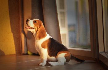 How Often Do You Need a Groom a Beagle?