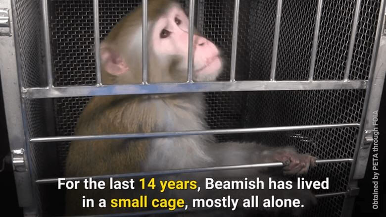 PETA ‘Monkey’ Crashed Local Neuroscience Convention, Causing an Uproar (Video)