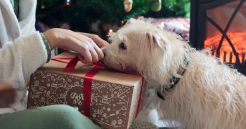 10 Best Gifts for Dogs Lovers Under $15