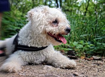 Can a Bichon Frise Live in An Apartment?