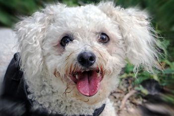How Much Does a Bichon Frise Bark?