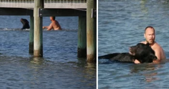 Guy Jumps In And Swims Toward Bear He Sees Struggling In The Water